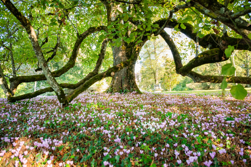 jardins-du-chateau-chaumont-en-charolais